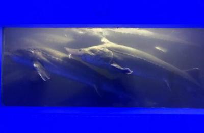 中國魚子醬第一股清江鱘龍漁業(yè)